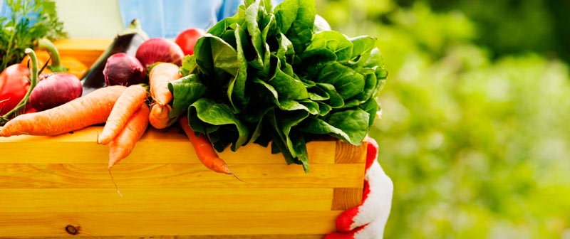 Alimentos orgánicos